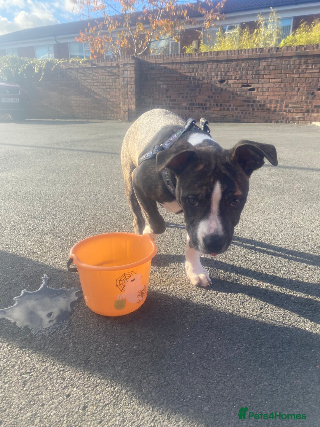 Alapaha Blue Blood Bulldog dogs for sale: Alapaha blue bulldog puppy  - Image 10