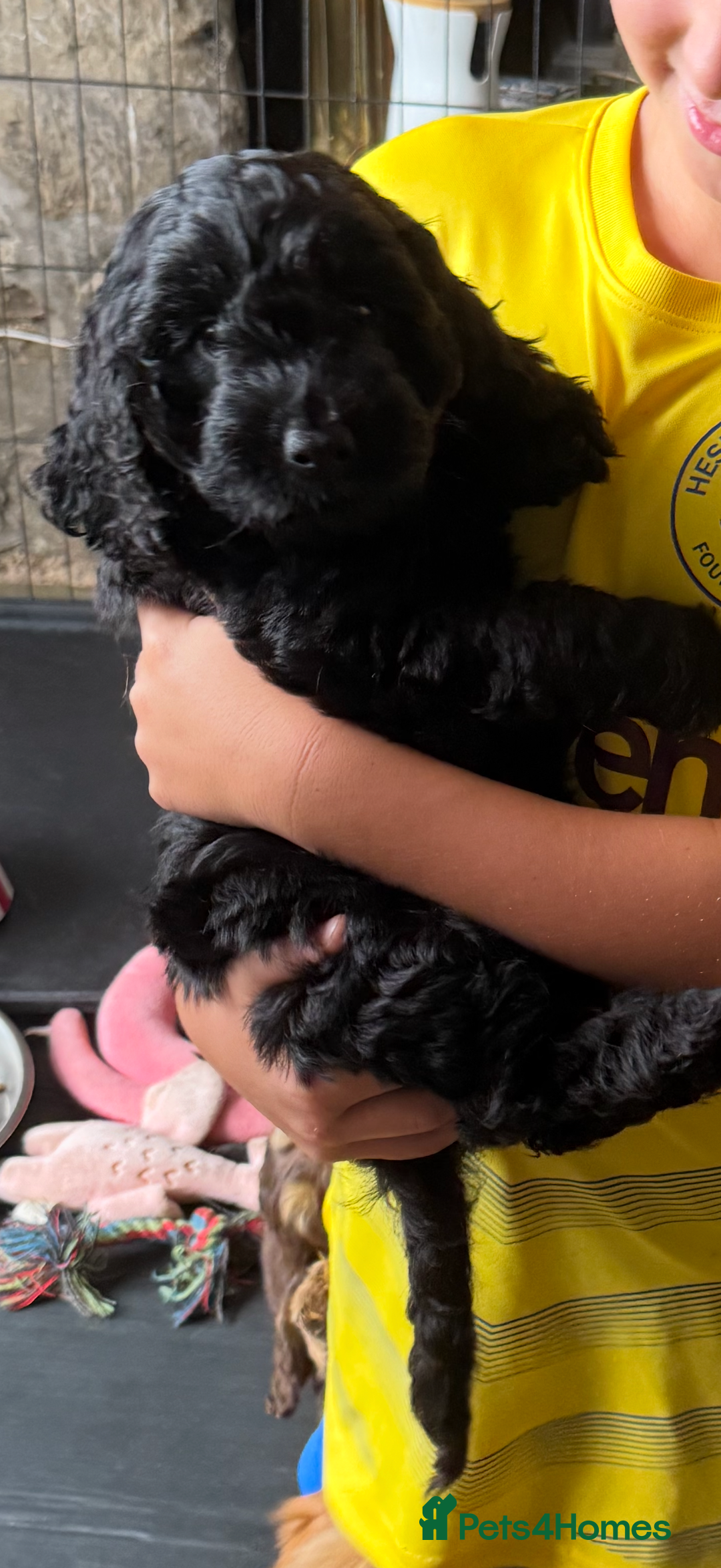 Cockapoo dogs for sale: ✨ F1 Toy Cockapoo Puppies – Ready 28th August ✨ - Image 2