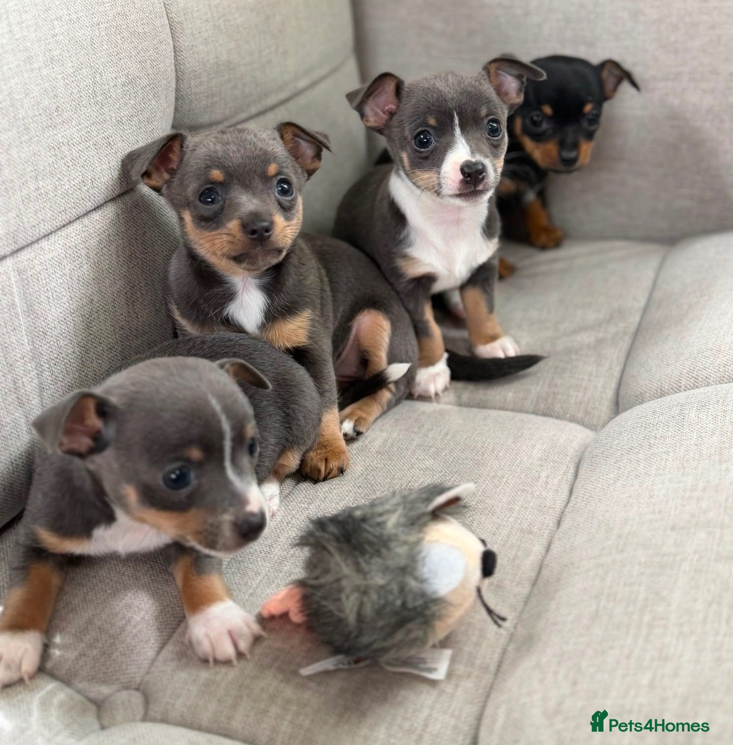 Chihuahua dogs CHIHUAHUA PUPPIES - Advert 2