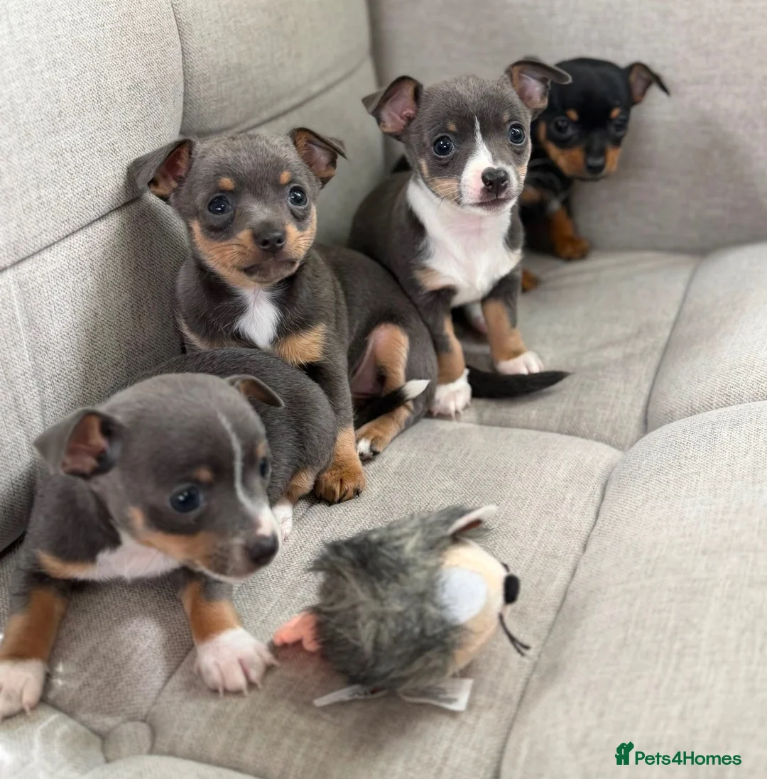 Chihuahua dogs for sale: CHIHUAHUA PUPPIES in Preston - Advert 1