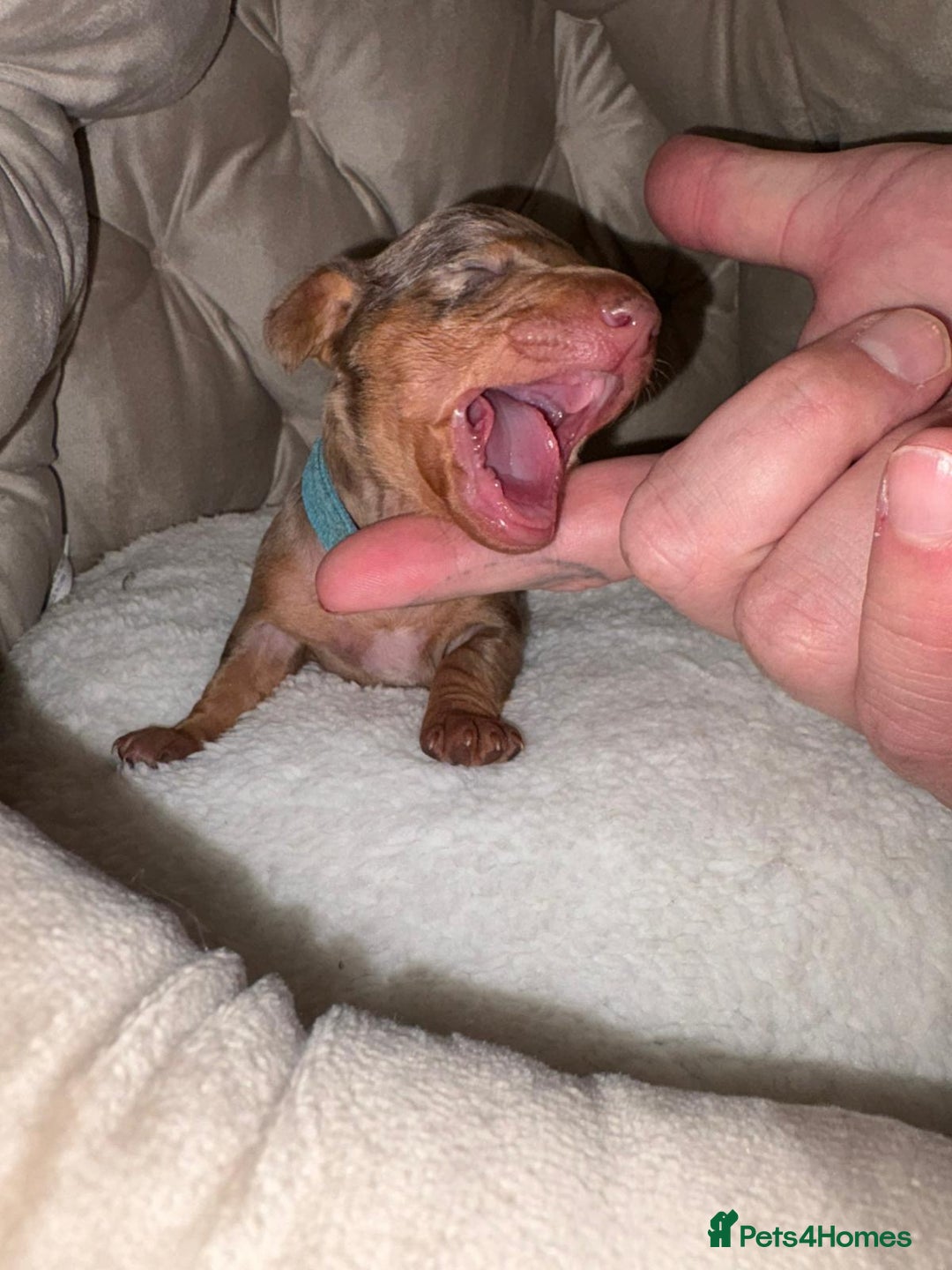 Dachshund dogs for sale: 6 mini dachshunds looking for there forever home  - Advert 8