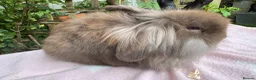 Mini Lop rabbits for sale: Beautiful mini lops for sale and 1 Lionlop  - Advert 12