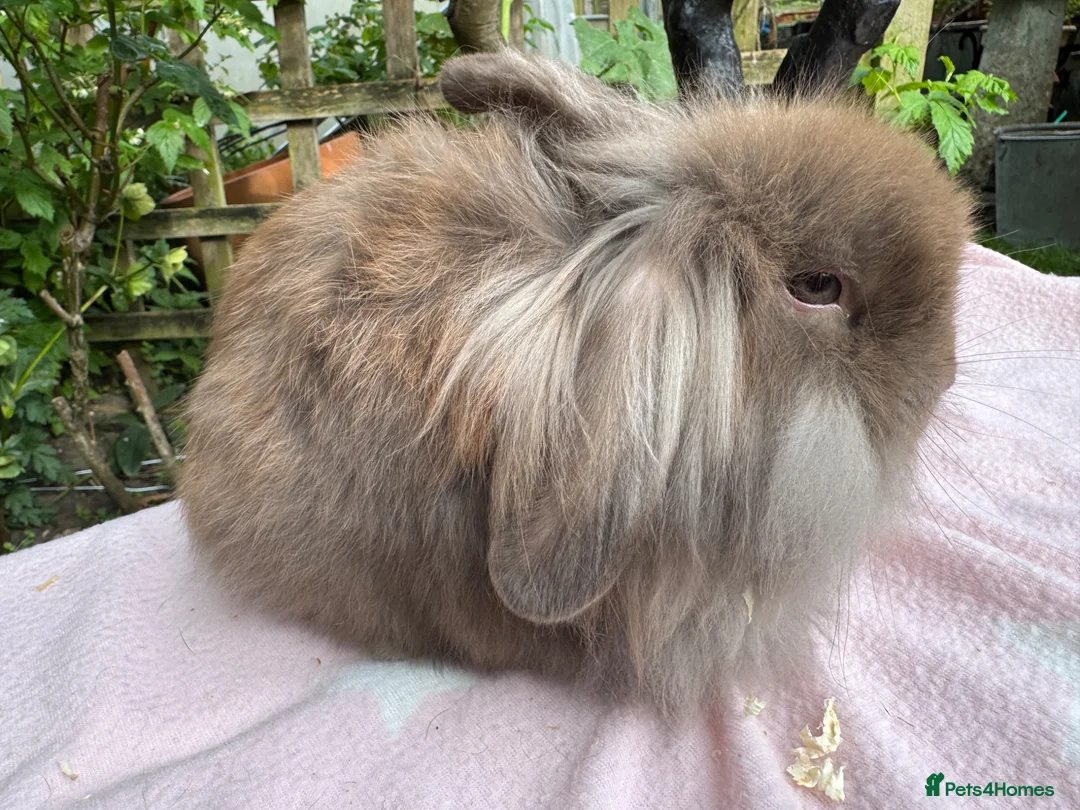Mini Lop rabbits for sale: Beautiful mini lops for sale and 1 Lionlop  - Advert 12