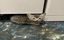 Mixed Breed cats for sale: Adorable Mixed Breed Kitten for Sale! - Image 6