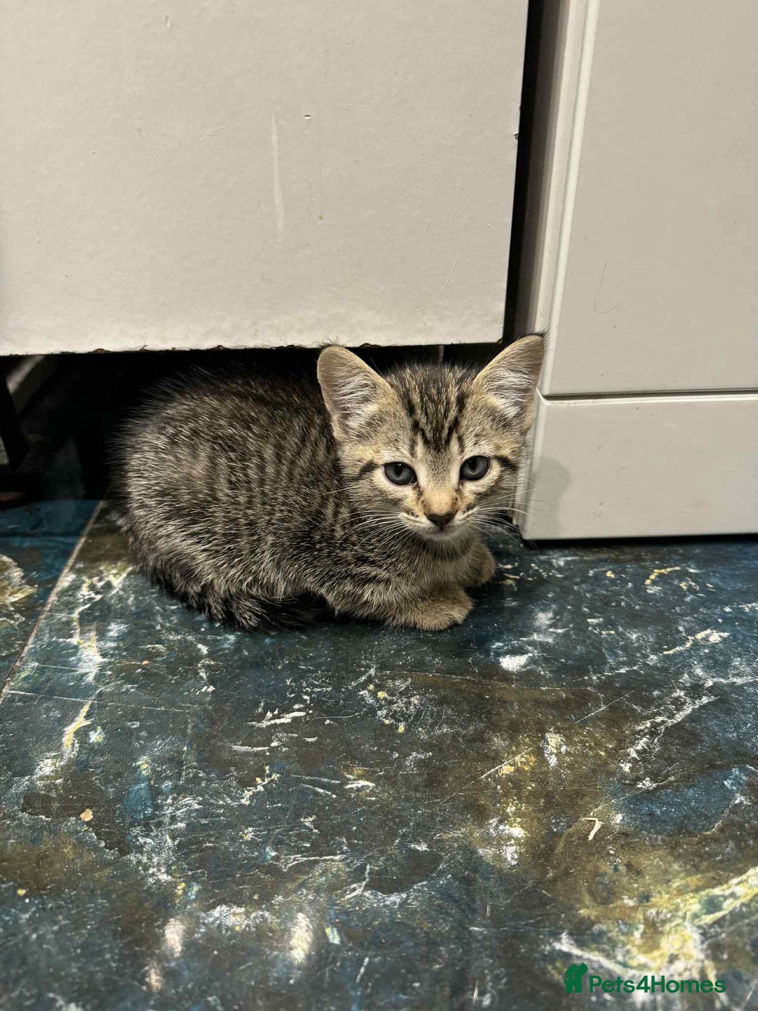 Mixed Breed cats for sale: Adorable Mixed Breed Kitten for Sale! - Image 6