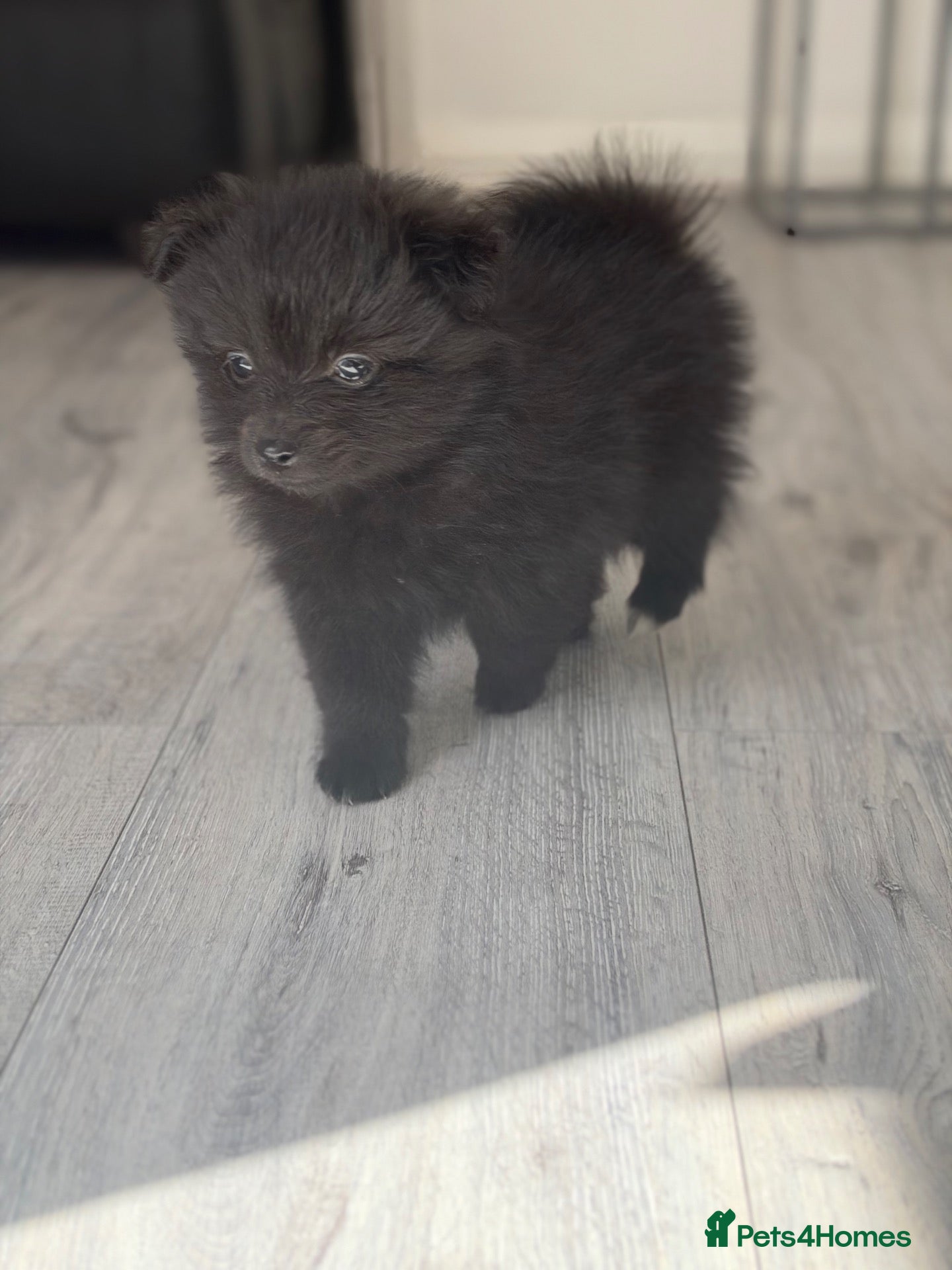 Pomeranian dogs 🐶 Stunning Pomeranian Puppies 2 Boys an 1 Girl 🐶 - Advert 4
