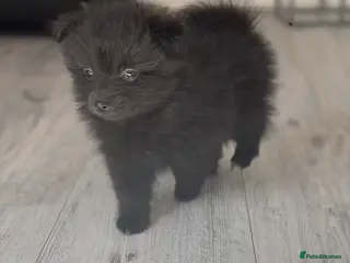 Pomeranian dogs 🐶 Stunning Pomeranian Puppies 2 Boys an 1 Girl 🐶 - Advert 4