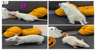 Rat rodents - Advert 1