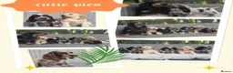 Cocker Spaniel dogs for sale: Cocker Spaniel puppies in Craigavon - Advert 1
