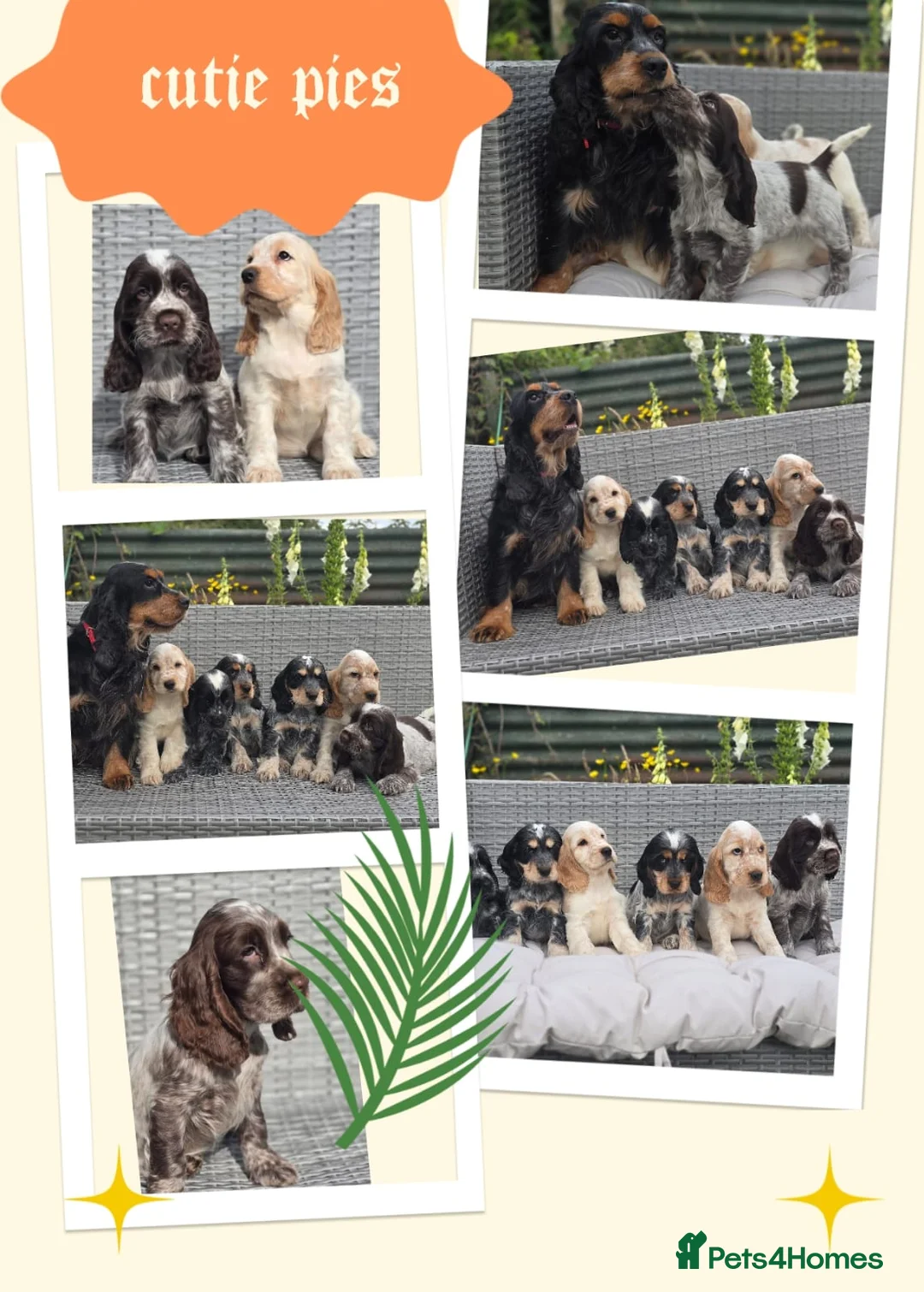 Cocker Spaniel dogs for sale: Cocker Spaniel puppies in Craigavon - Advert 1