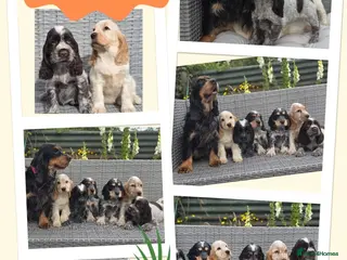 Cocker Spaniel dogs Cocker Spaniel puppies - Advert 2