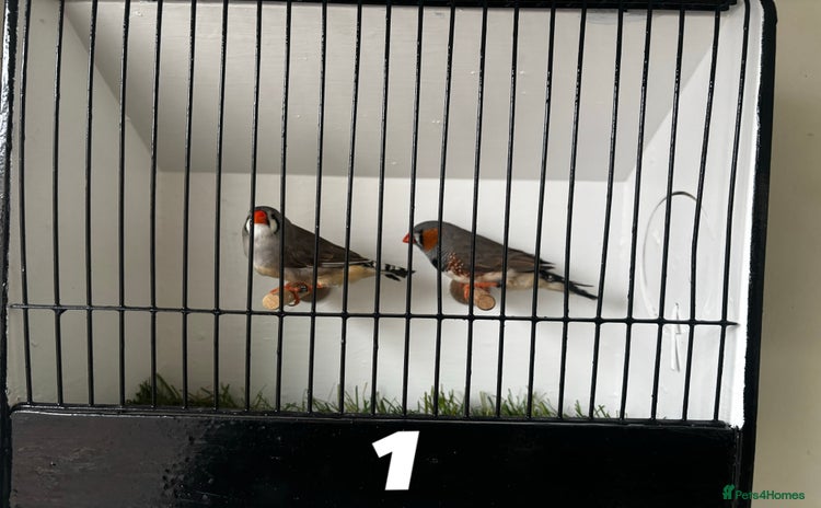 Finches birds - Advert 1