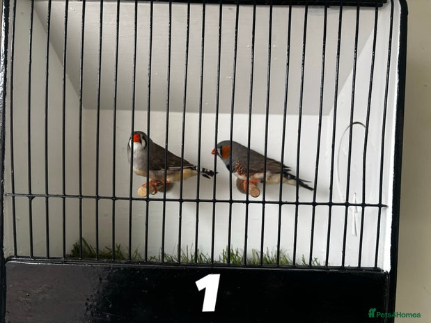 Finches birds - Advert 3