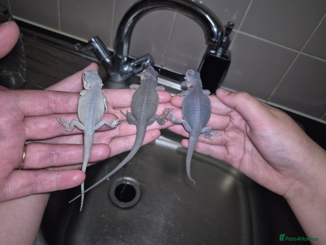Bearded Dragon reptiles for sale: Baby bearded  dragons  - Image 28