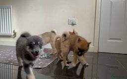 Pomsky dogs for sale: Fully vaccinated, 3 F4 Pomskies. Well socialised. - Image 26