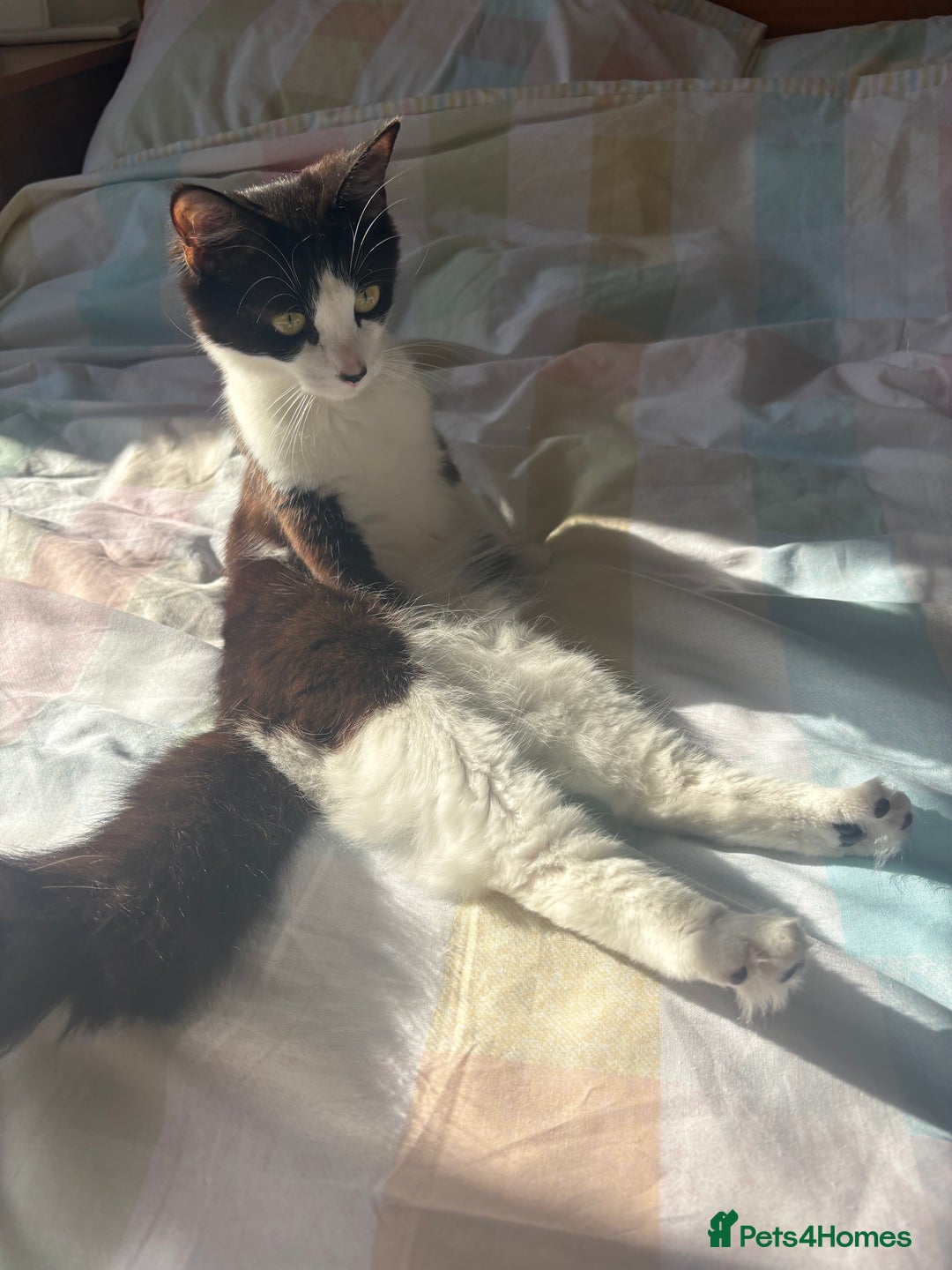 Mixed Breed cats for sale: 3 young cats/kitten - Image 3