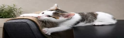Mixed Breed cats for sale: Beautiful Home-Raised Kittens – Ready at 12 Weeks - Advert 17