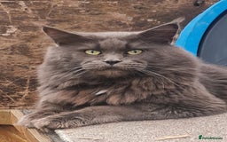 Maine Coon cats for sale: Full Pedigree Mainecoons available  - Image 11