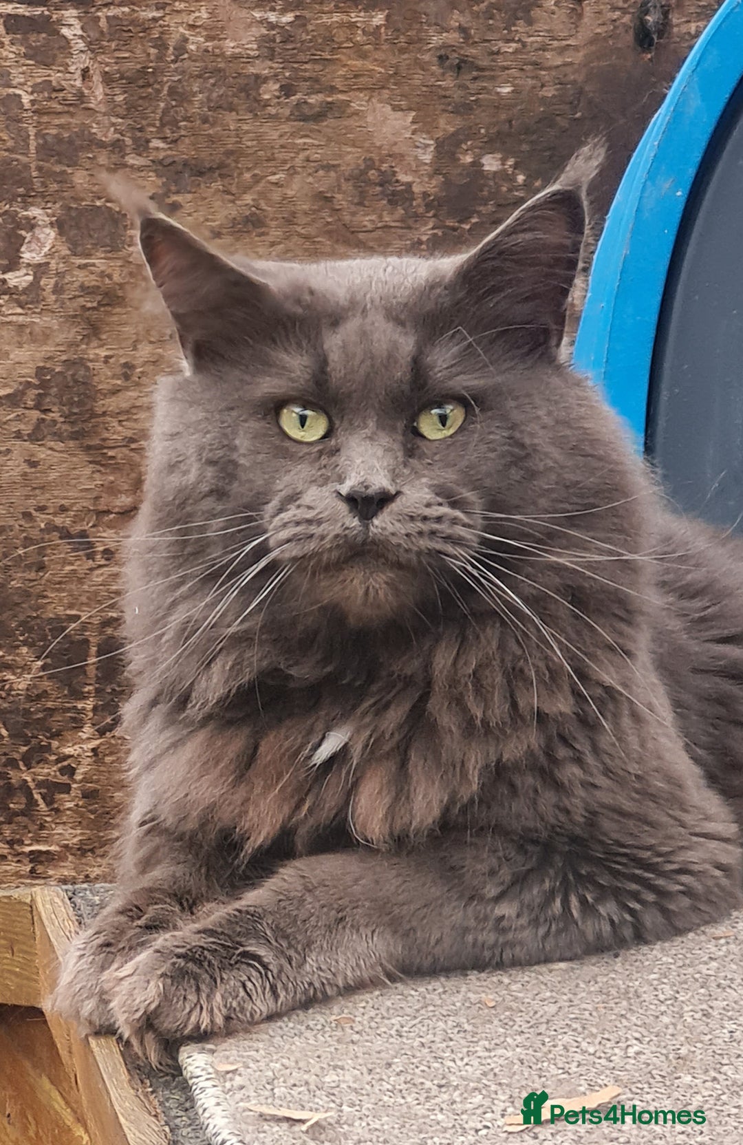 Maine Coon cats for sale: Full Pedigree Mainecoons available  - Image 11
