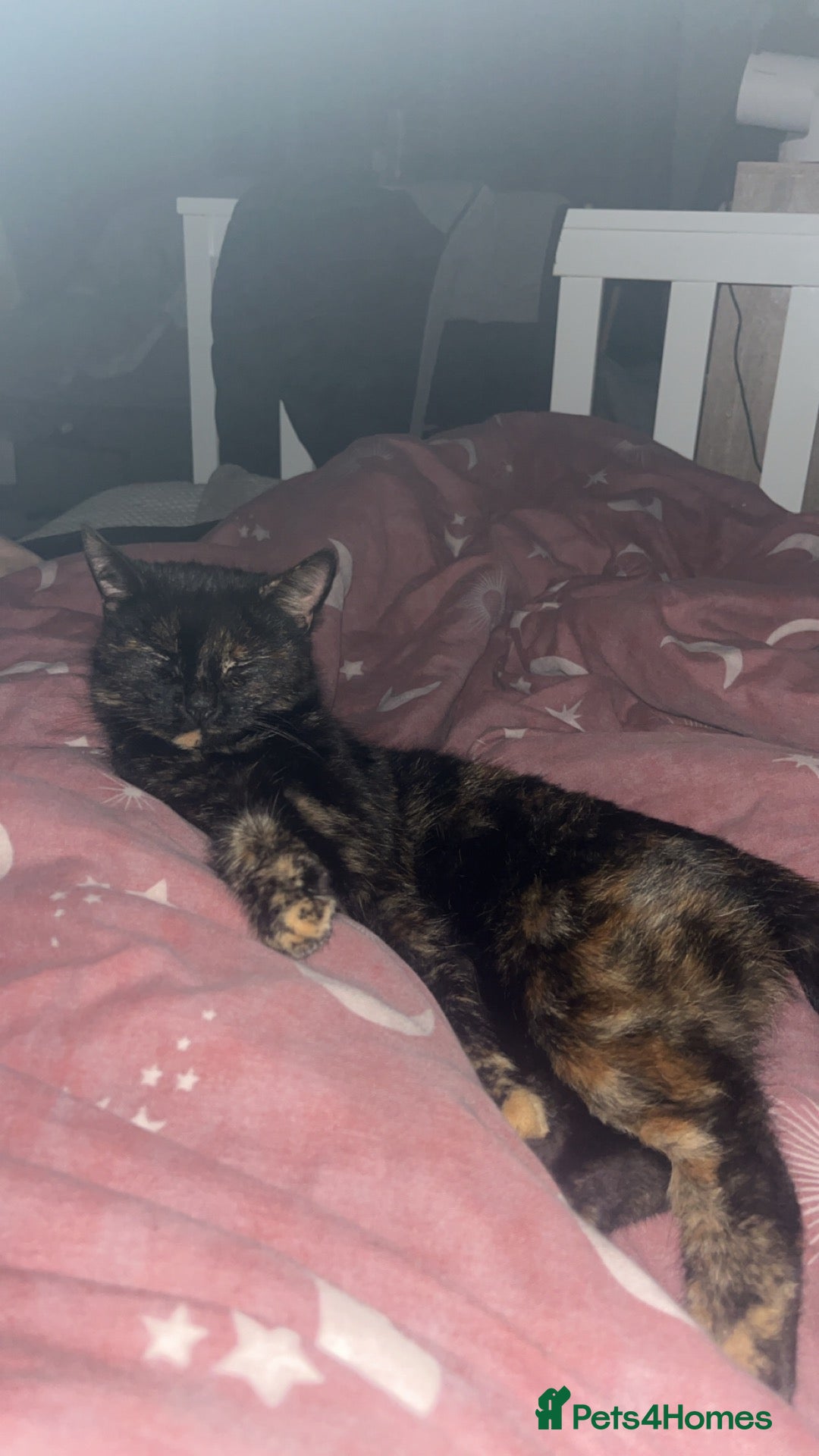 Mixed Breed cats 4 beautiful kittens for sale  - Advert 16