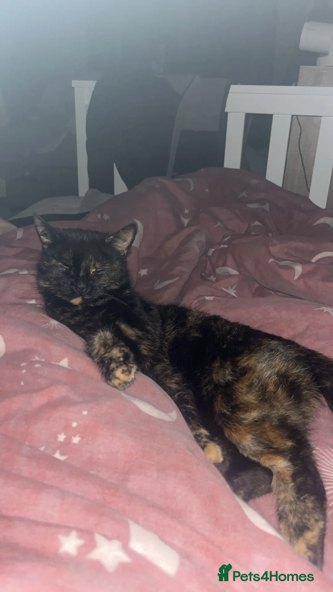 Mixed Breed cats for sale: 4 beautiful kittens for sale  in Hereford - Advert 1