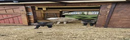 Sheep livestock for sale: Texal Ewe and 2 male Lambs - Advert 3