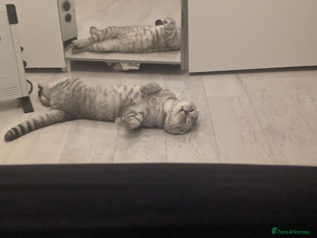Scottish Fold cats for stud: In search of a calling Queen - Advert 4
