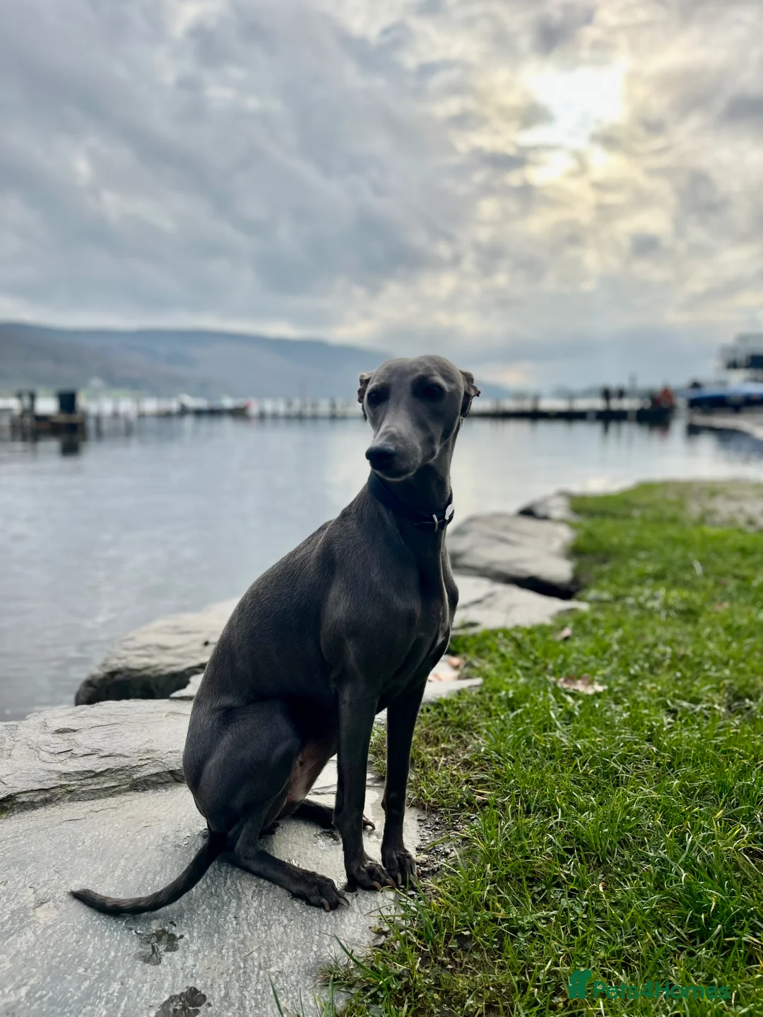 Whippet dogs for sale: Beautiful  KC whippet puppies  - Advert 1