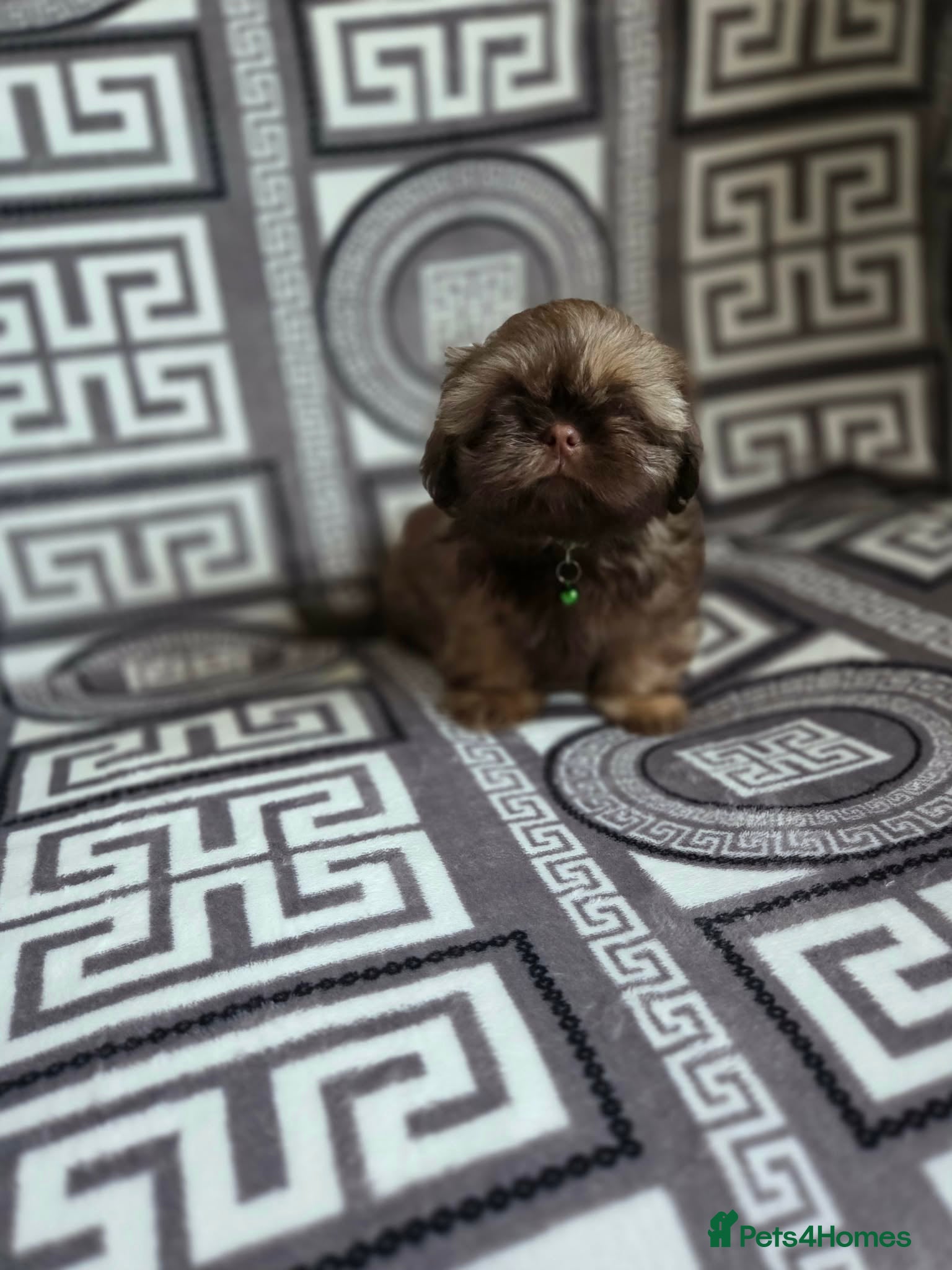 Shih Tzu dogs Beautiful shih tzu babies - Advert 2