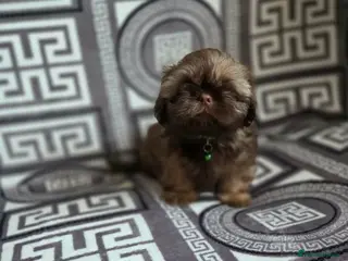 Shih Tzu dogs Beautiful shih tzu babies - Advert 2
