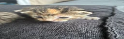 Mixed Breed cats for sale: Gorgeous tabby kittens  in Buckfastleigh - Advert 8