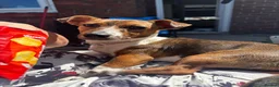 Jack Russell dogs for sale: Jack Russell Female 6 Month in Carlisle - Advert 3