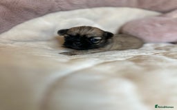 Shih Tzu dogs for sale: Beautiful shihtzu puppies - Image 6