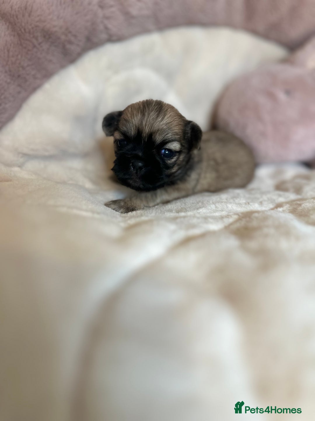 Shih Tzu dogs for sale: Beautiful shihtzu puppies - Image 6