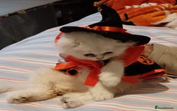 Persian cats for sale: 🐤White shaded gold/silver kittens ready to go - Advert 1