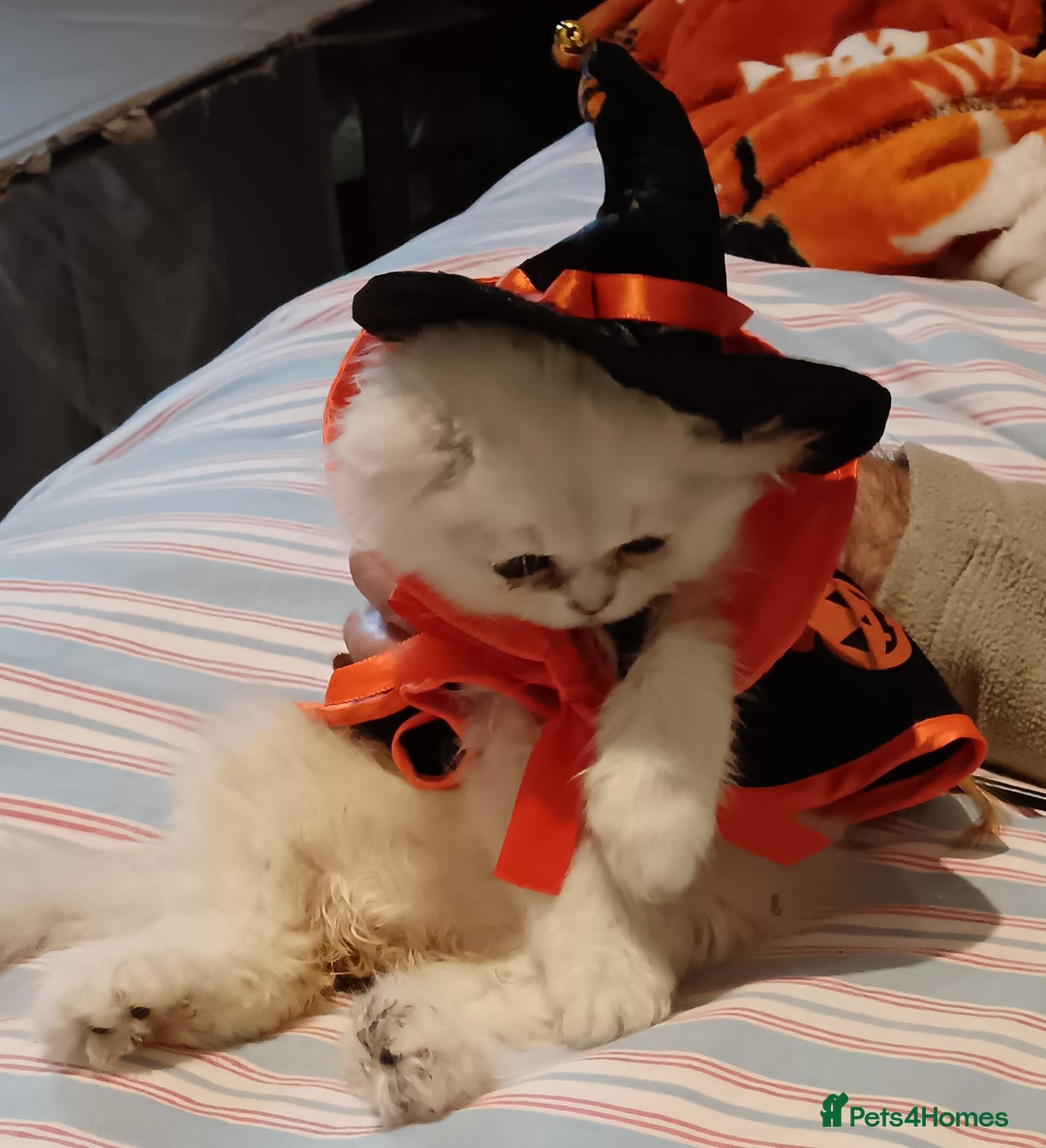 Persian cats for sale: 🐤White shaded gold/silver kittens ready to go - Advert 1