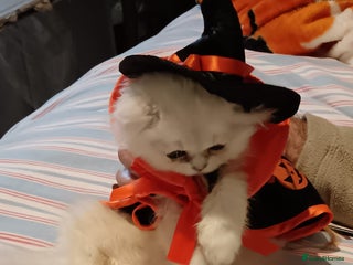 Persian cats for sale: đ€White shaded gold/silver kittens ready to go - Advert 1