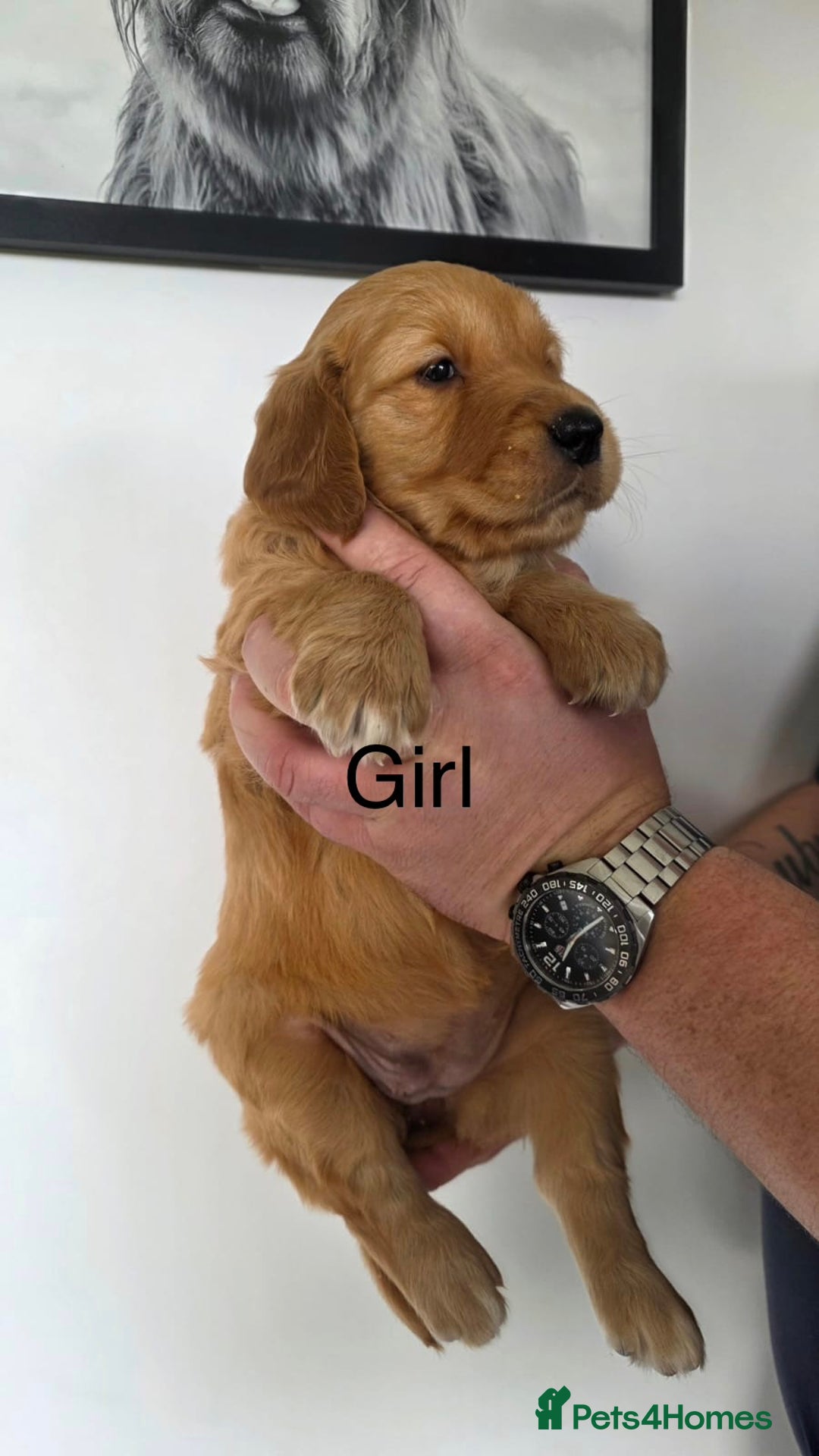 Golden Retriever dogs for sale: Working Golden Retriever puppies  - Advert 3