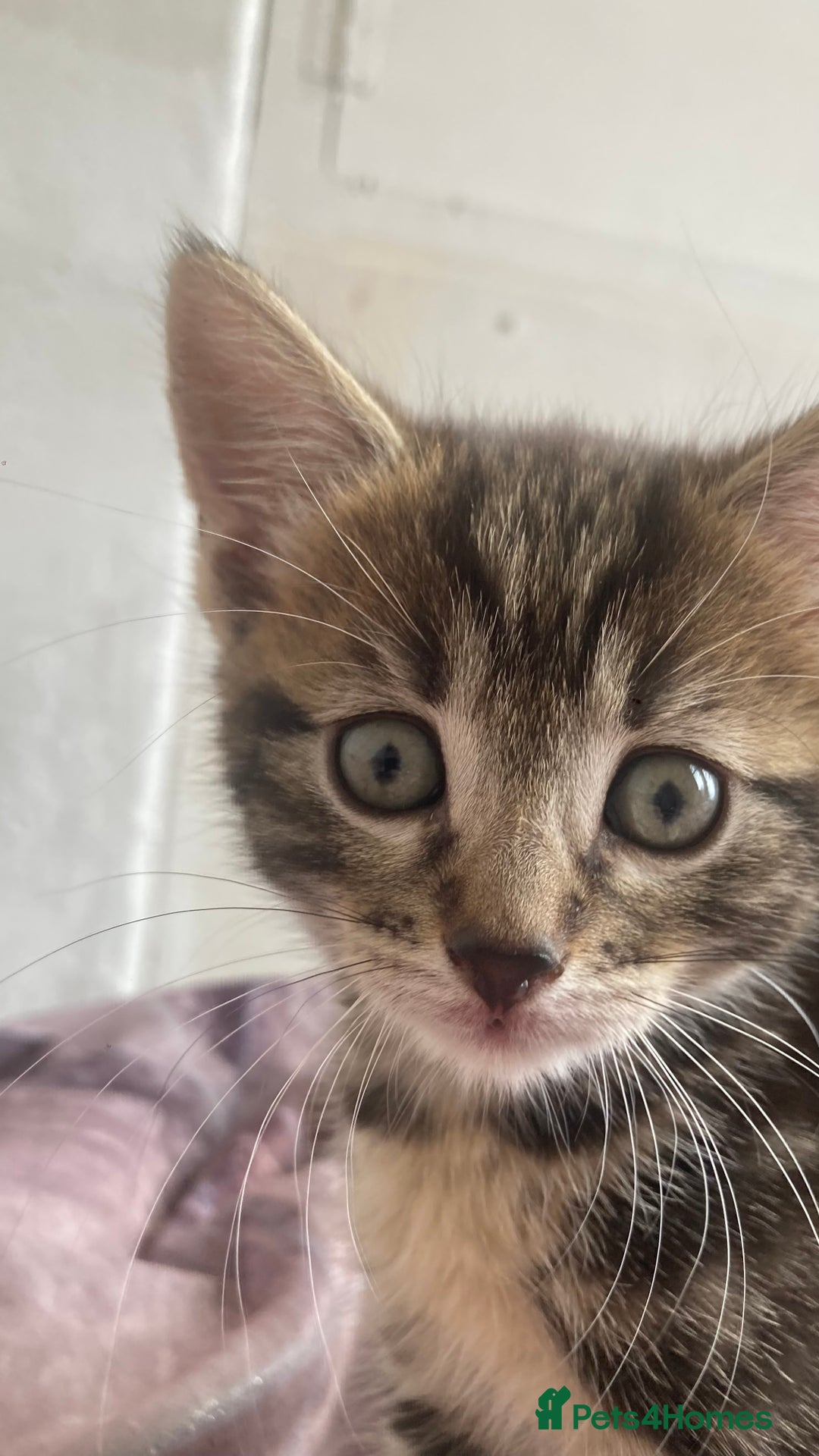 European cats for sale: 4 Cute & Cuddly Kittens Ready For Forever Home - Image 25