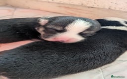 Welsh Corgi Pembroke dogs for sale: Well bred pembs pups DNA clear - Image 3