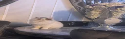 Persian cats for sale: Persian sisters  - Advert 5