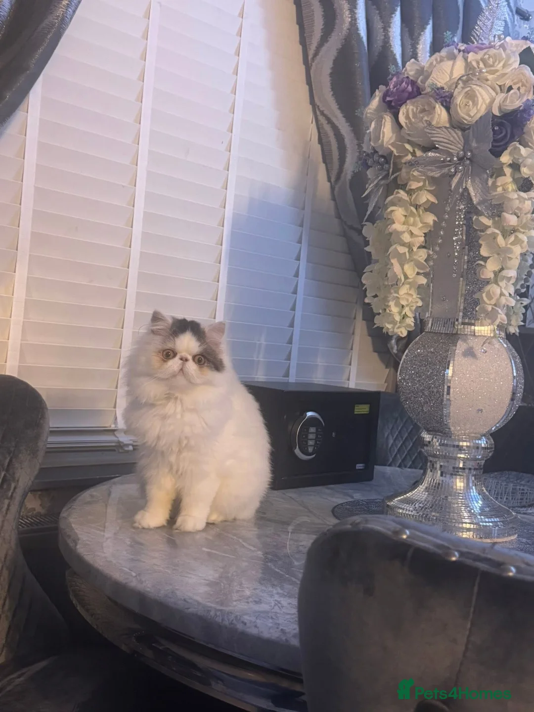 Persian cats for sale: Persian sisters  - Advert 5