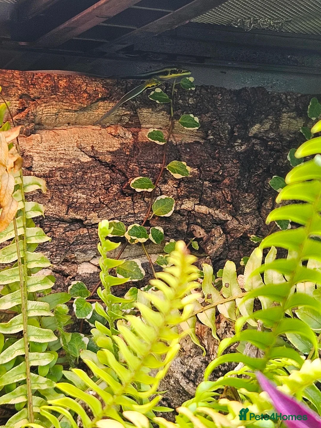 Gecko reptiles for sale: Neon day gecko  in Stoke-on-Trent - Advert 2