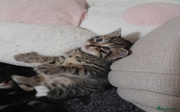 Mixed Breed cats for sale: Playful & cuddly Tabby-Bengal-Mix Kittens £200 - Image 16