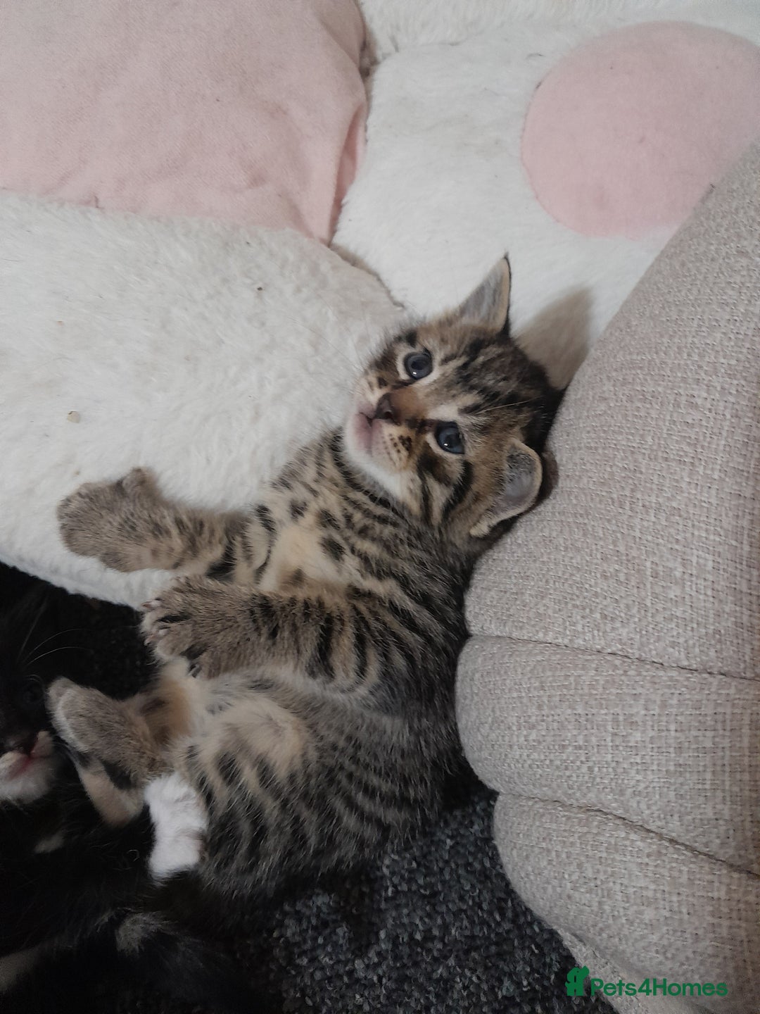 Mixed Breed cats for sale: Playful & cuddly Tabby-Bengal-Mix Kittens £200 - Image 16