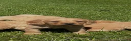 Labradoodle dogs for sale: F1 Miniature Labradoodle puppies  - Advert 12