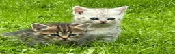 British Shorthair cats for sale: Stunning kittens for sale  - Advert 1