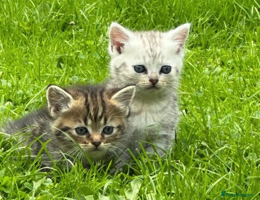 British Shorthair cats for sale: Stunning kittens for sale  - Advert 1