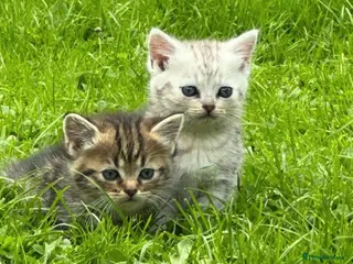 British Shorthair cats Stunning kittens for sale - Advert 5