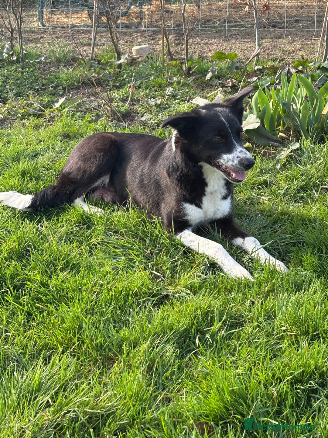 Borador dogs for sale: Borodor puppies perfect family dogs  - Advert 8